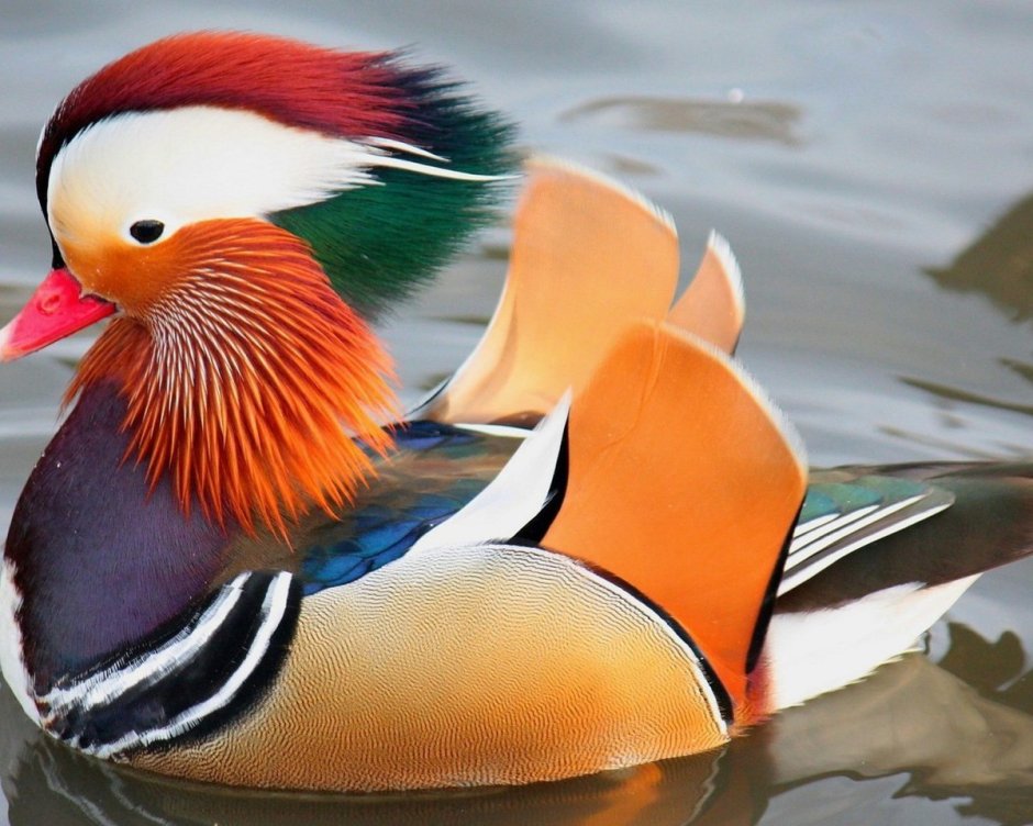 Райская птица Гоби