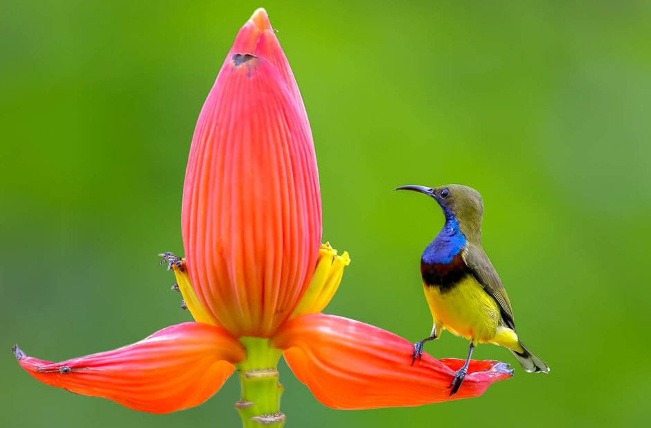 Попугай ара в Южной Америке