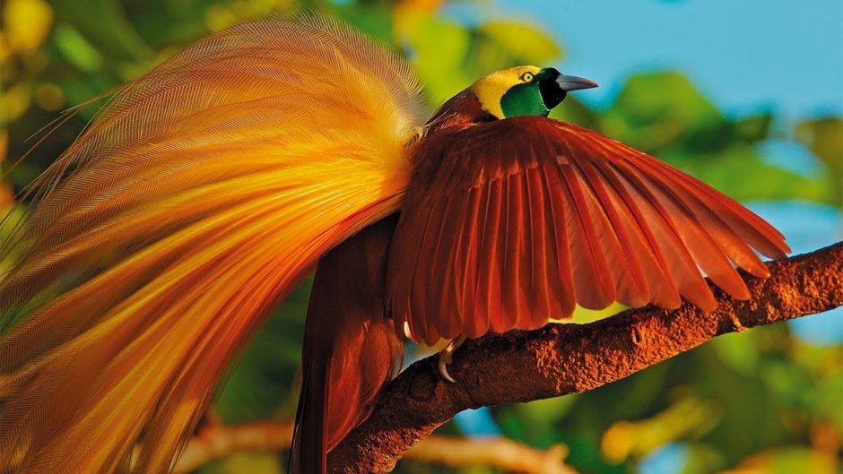 Золотой фазан птица