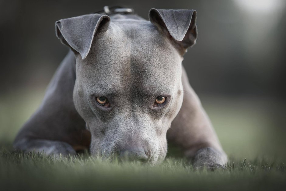 Pitbull sobaka