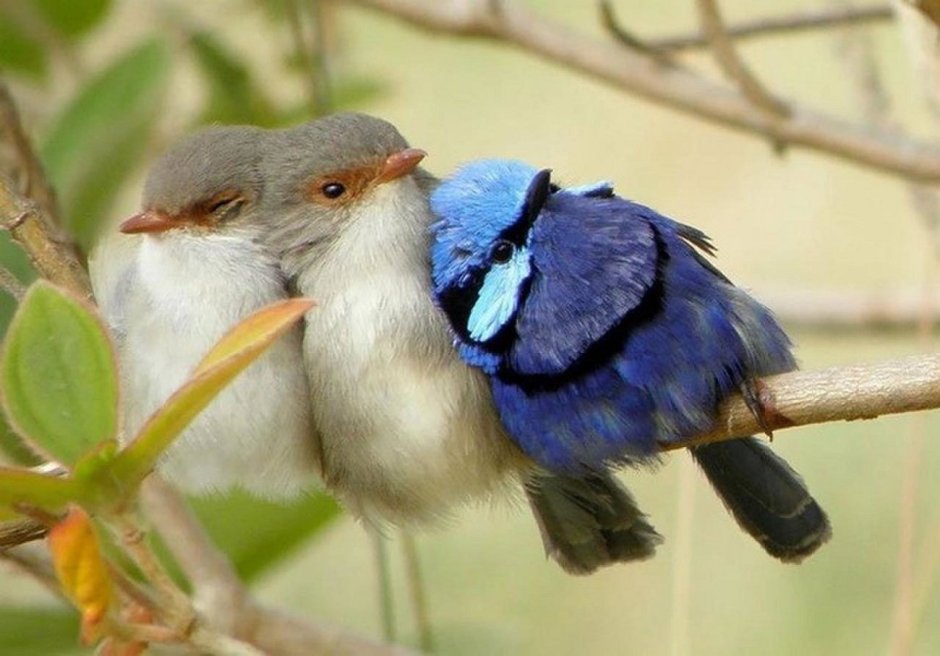 Hispaniolan Trogon