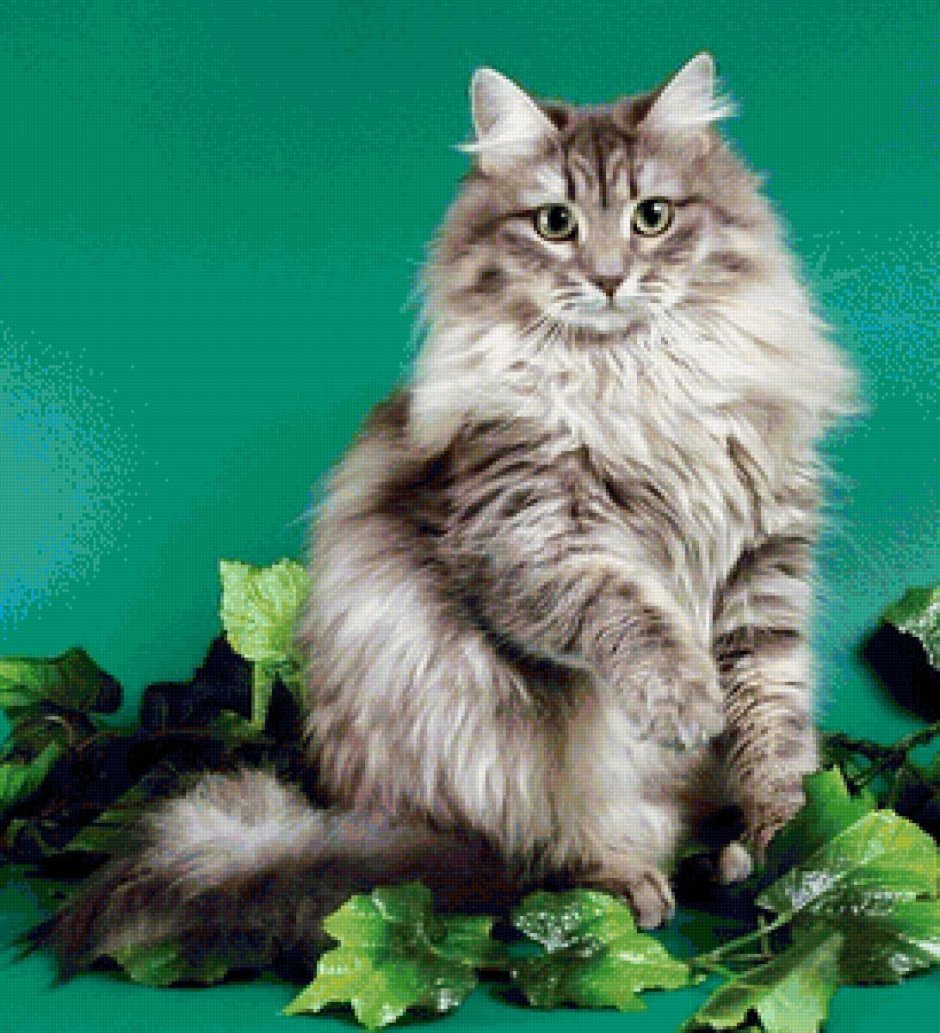 Норвежская Лесная кошка обои