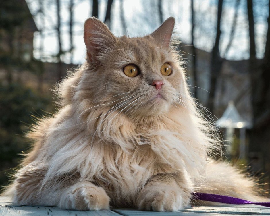 Сибирская кошка