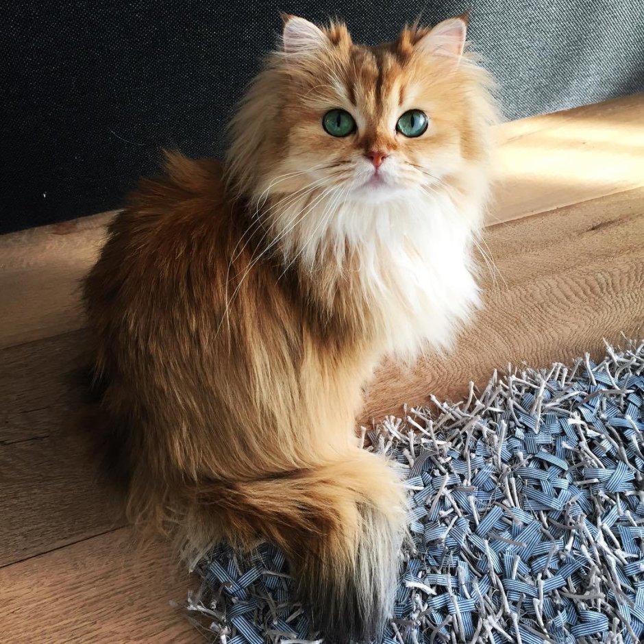Норвежская Лесная кошка трехцветная