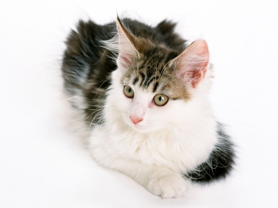 Европейская короткошерстная кошка котята