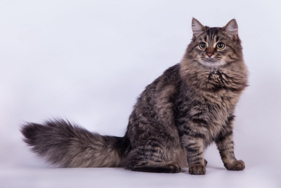 Норвежский Лесной кот