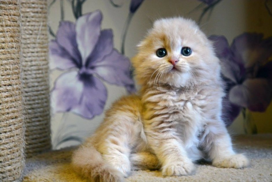 Шотландская вислоухая кошка длинношерстная