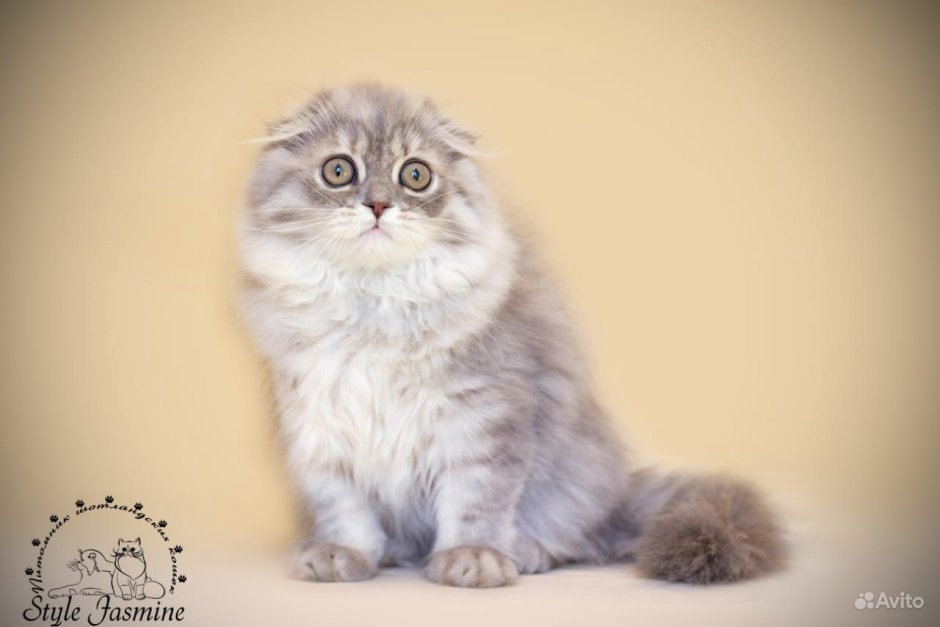 Вислоухие коты пушистые породы