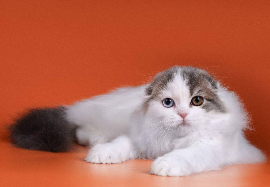 Шотландская вислоухая кошка белая длинношерстная