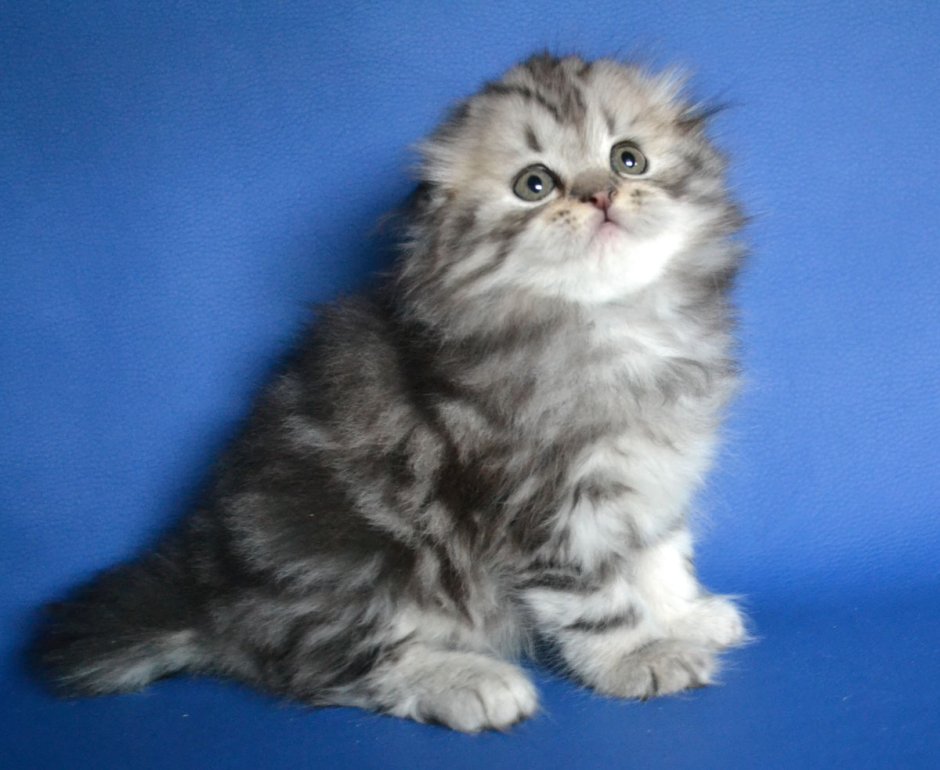 Шотландская вислоухая кошка