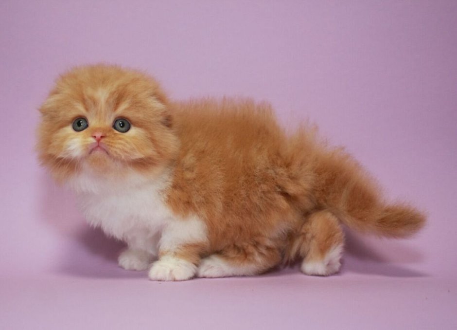 Кошка американский керл