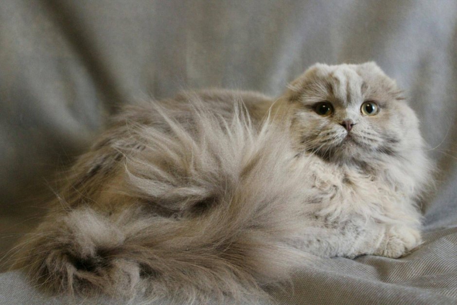 Шотландские котята хайленд фолд мрамор