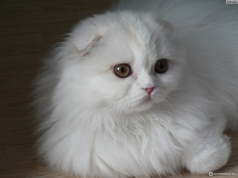 Хайленд фолд рыжий кот