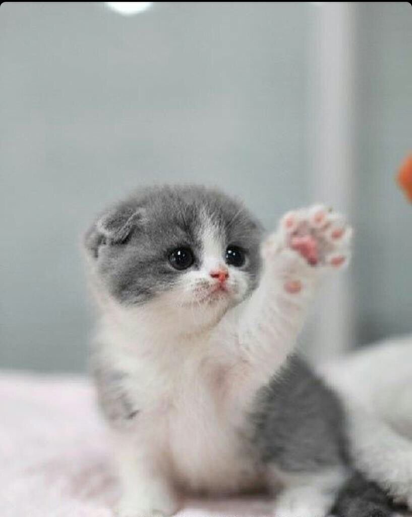 Миленькие котята