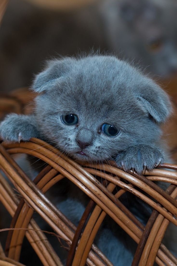 Самый маленький котенок