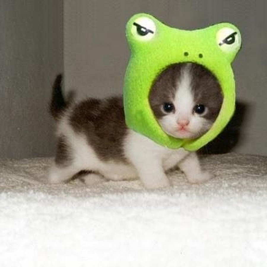 Котенок в костюме лягушки