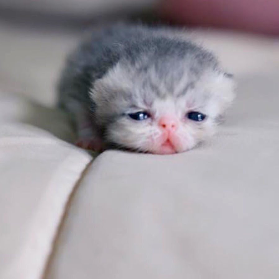 Маленький котенок