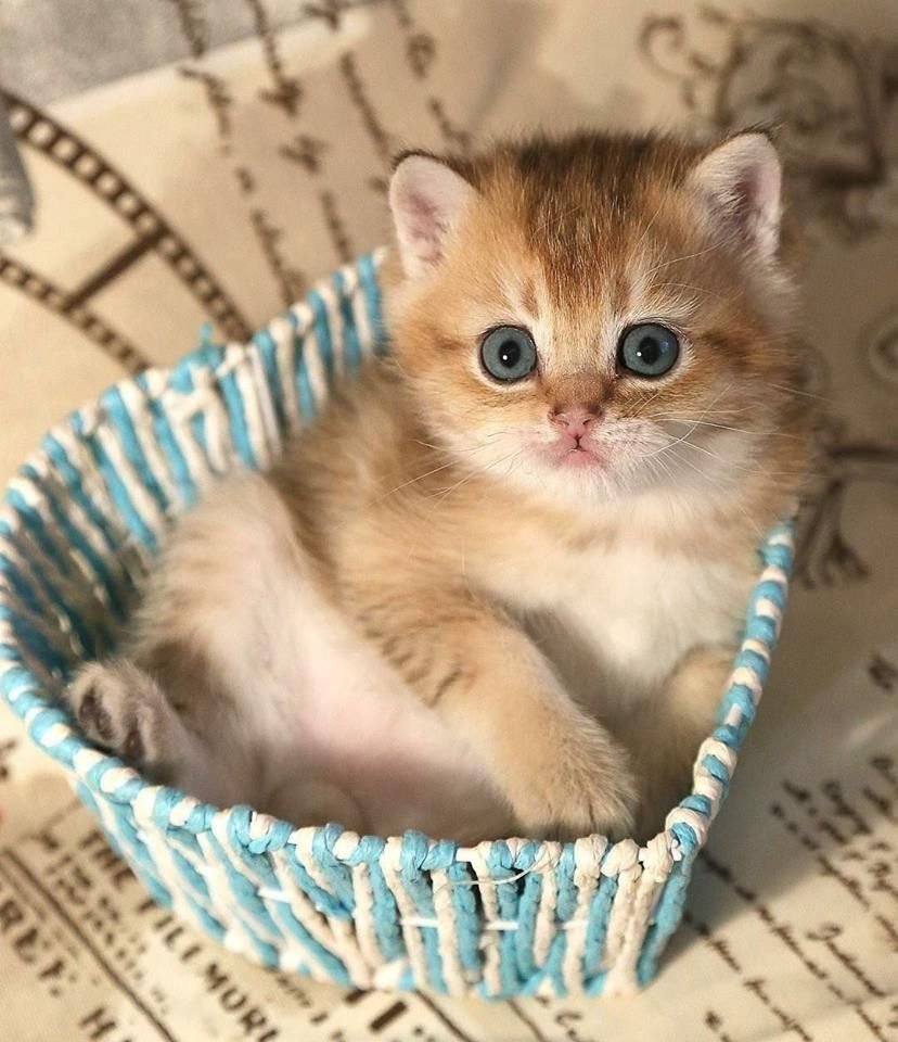 Малюсенькие котята