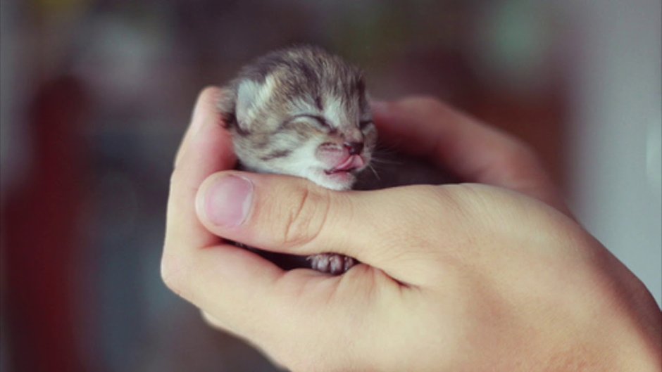 Маленький котенок