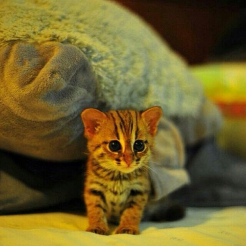 Самая маленькая кошечка в мире