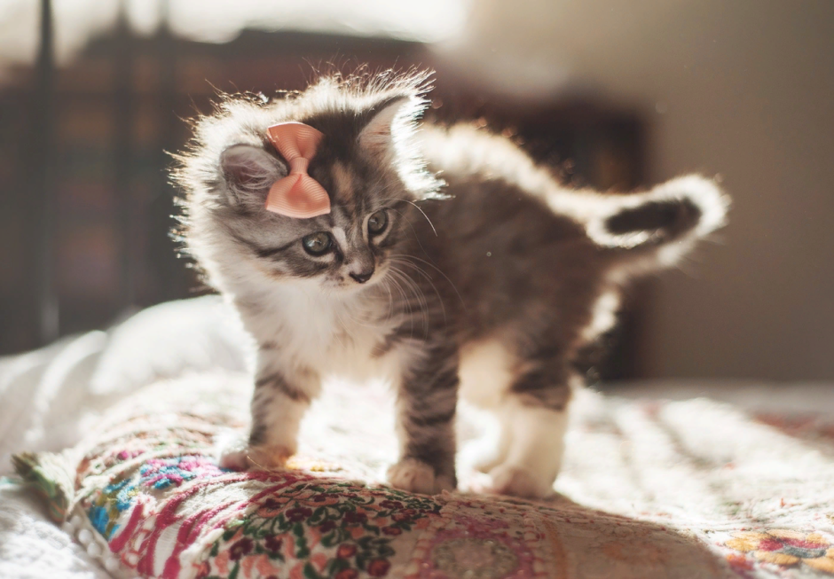 Милые котята