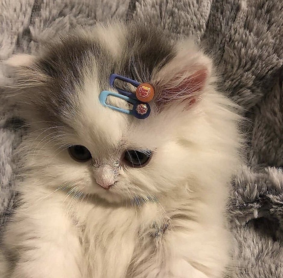 Котенок с заколкой