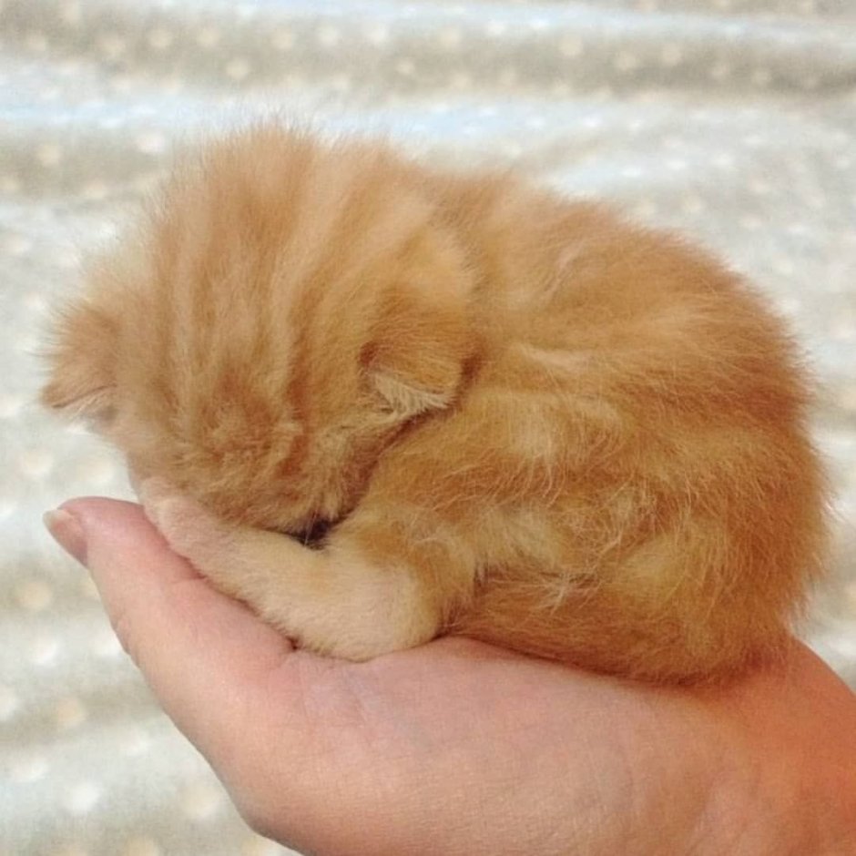 Маленький пушистый комочек