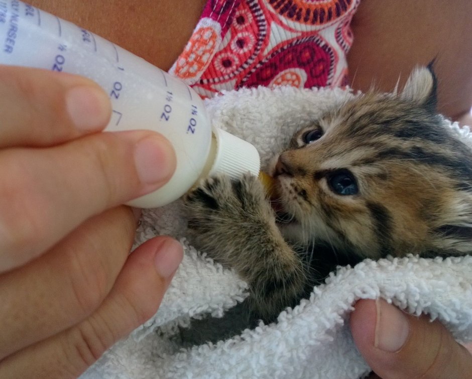 Котенок пьет из бутылочки