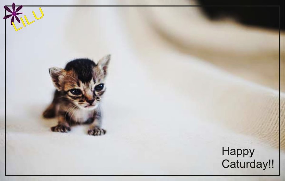 Очень маленькие котята