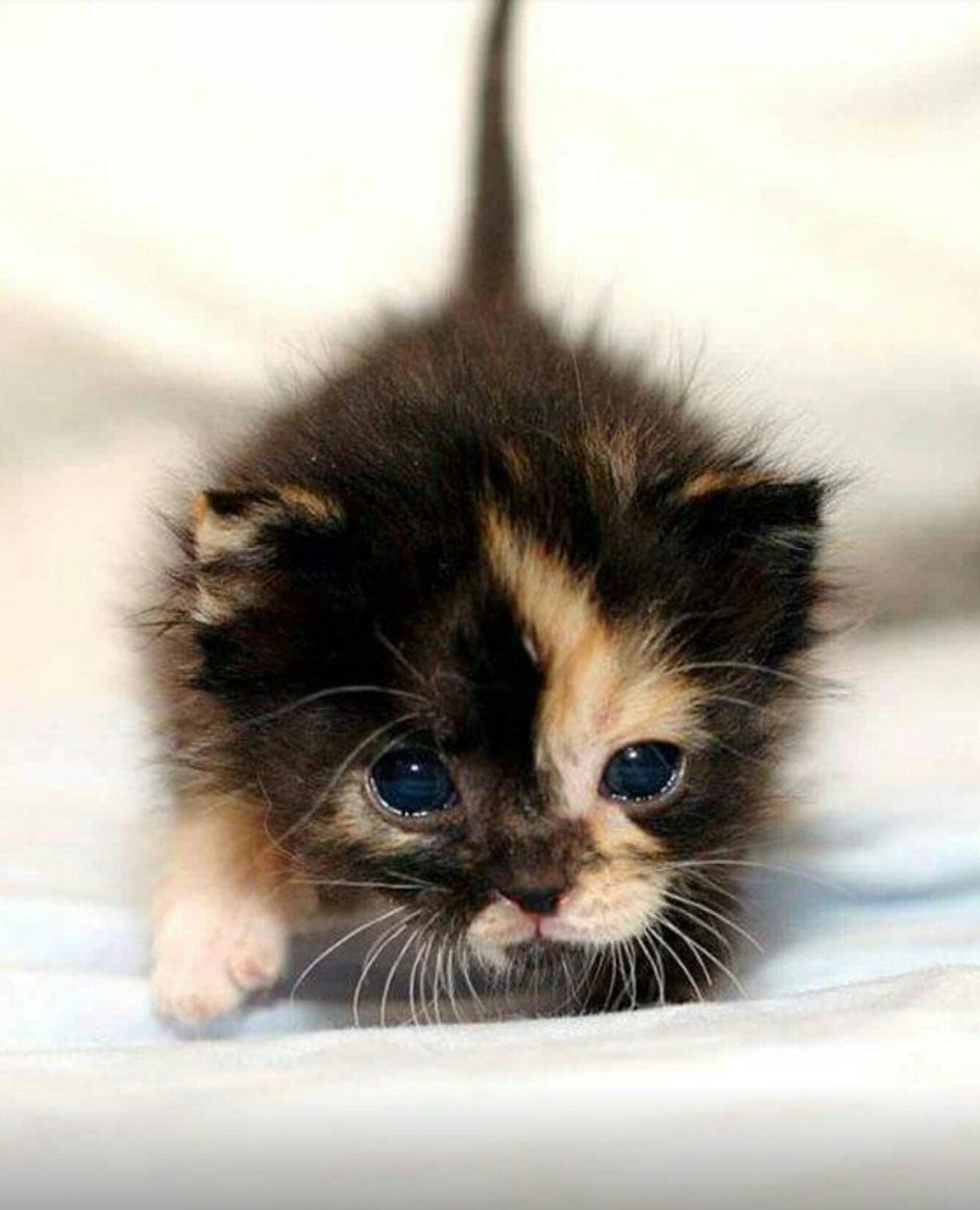 Милые котята