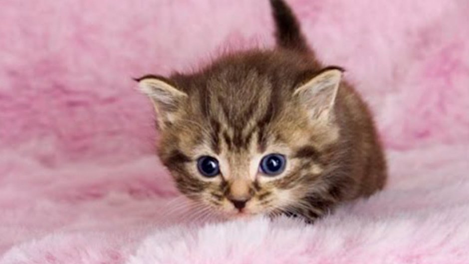 Кошки маленькие милые
