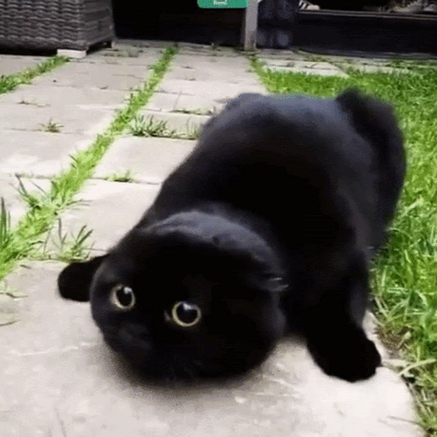 Шотландский кот на черном фоне