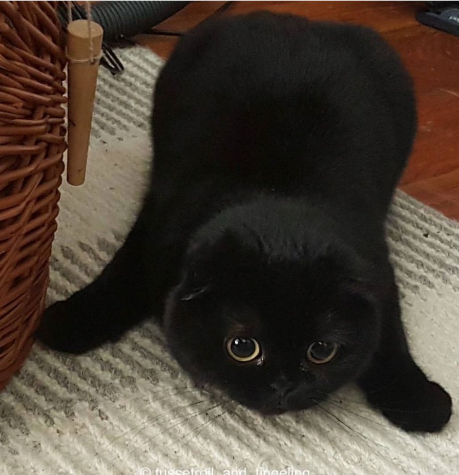 Персидский кот экзот черный