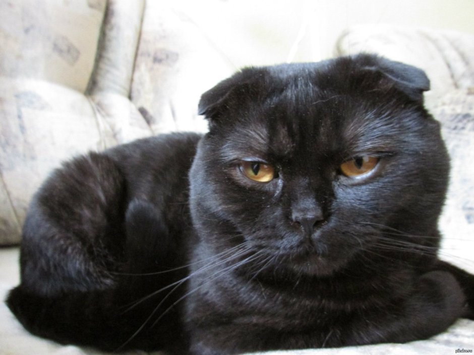 Скоттиш фолд вислоухий черный