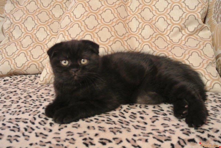 Шотландский вислоухий кот черный