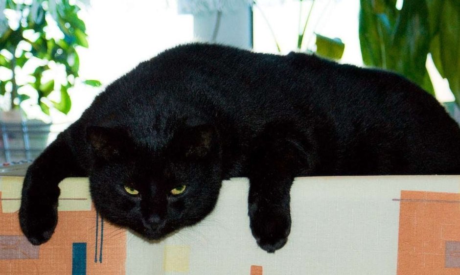 Скоттиш фолд черный котенок длинношёрстный