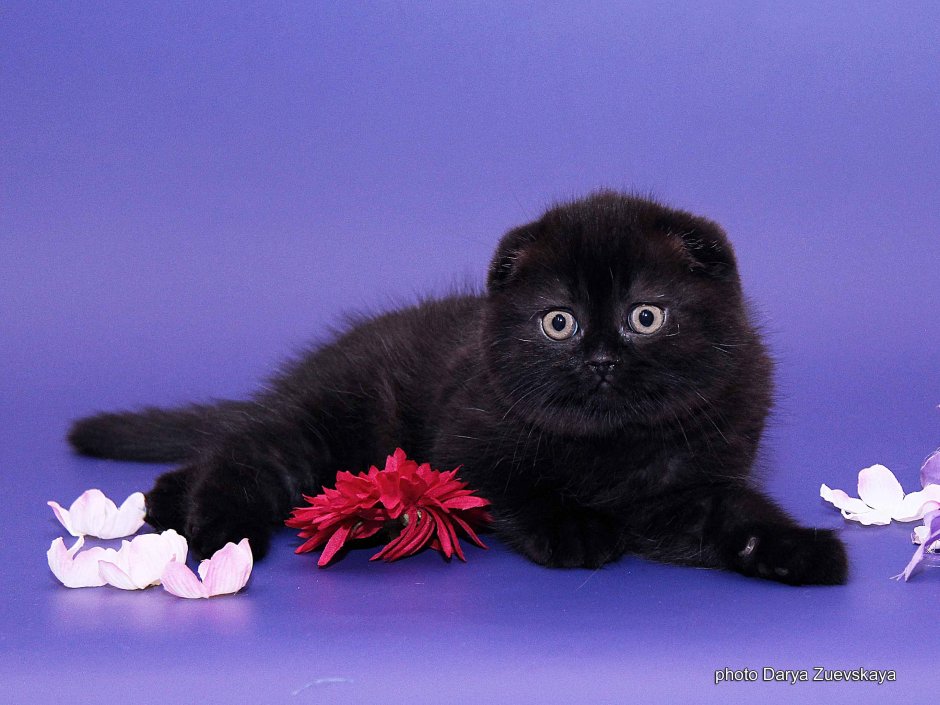 Британская короткошёрстная кошка черная вислоухая