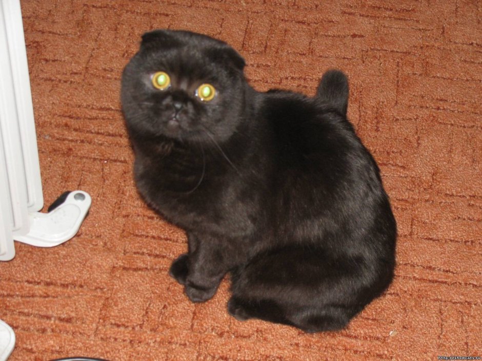 Персидский кот экзот черный