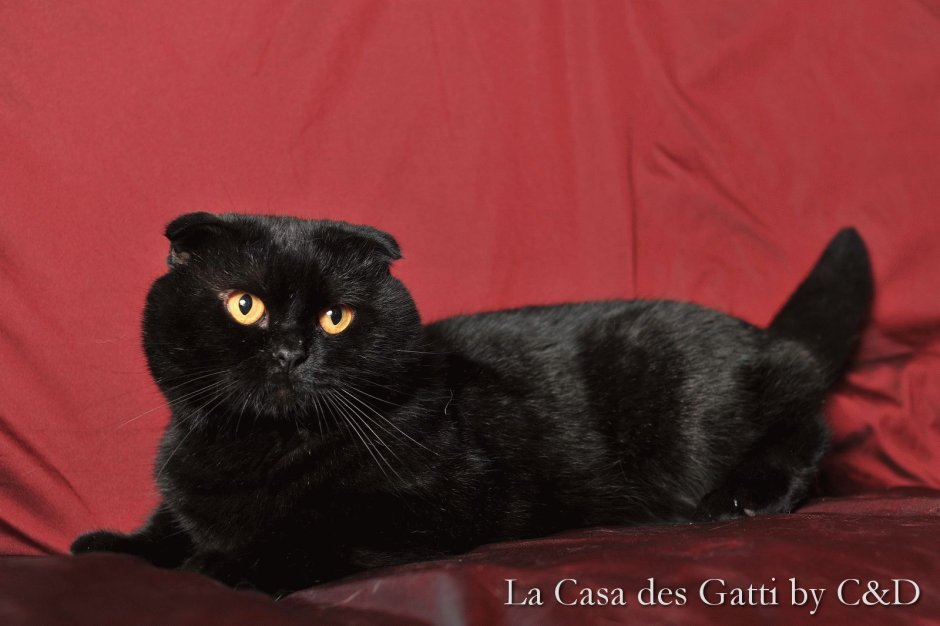 Шотландский вислоухий эбони