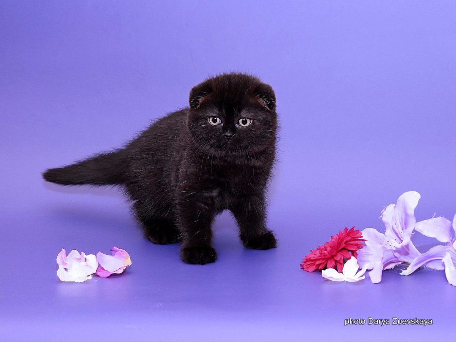 Скоттиш фолд вислоухий черный