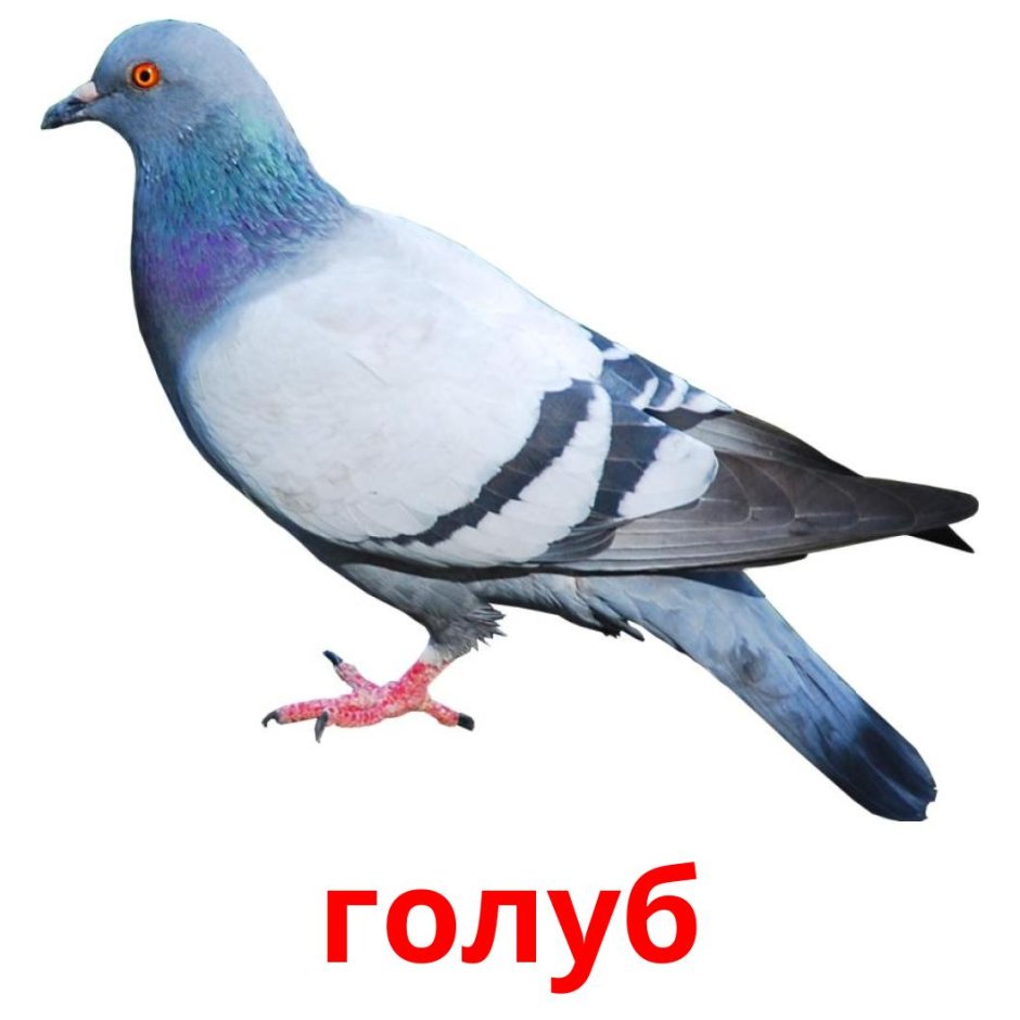 Пиджеон голубь