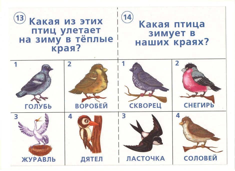 Белый и черный голубь