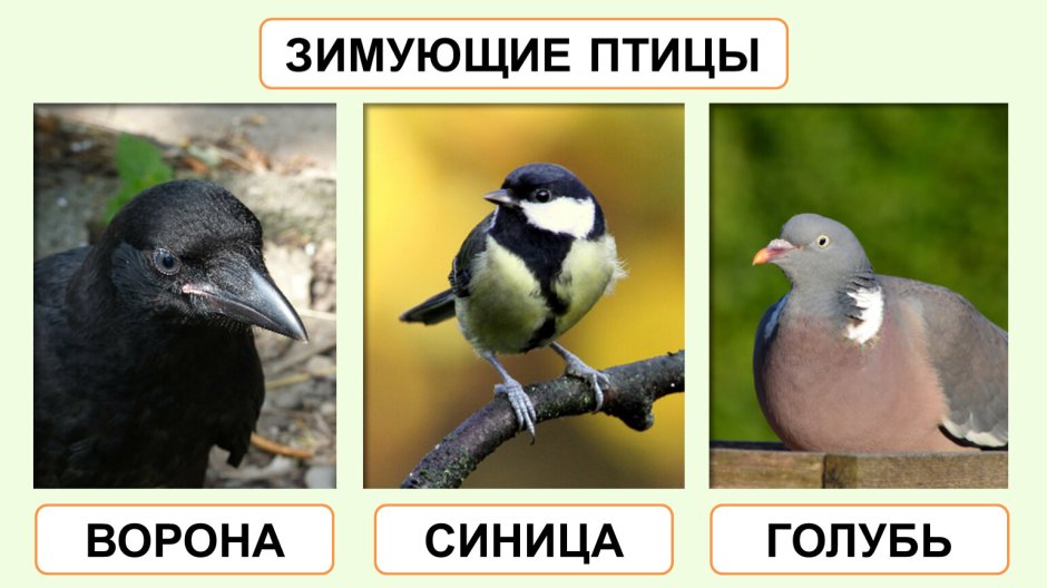Сравнение голубя и синицы