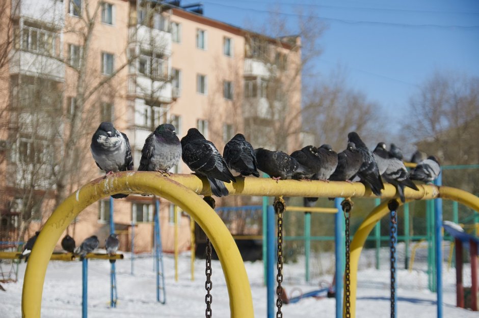 Голубь пижон