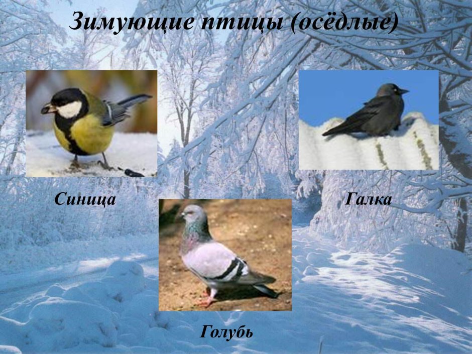Внешний вид воробья описание