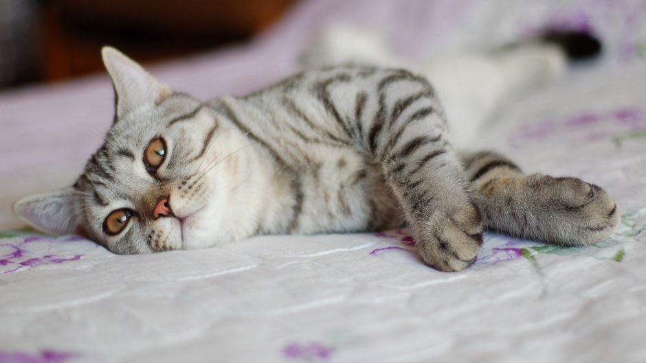 Светлая полосатая кошка
