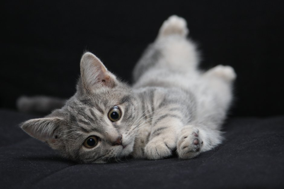 Милые котики