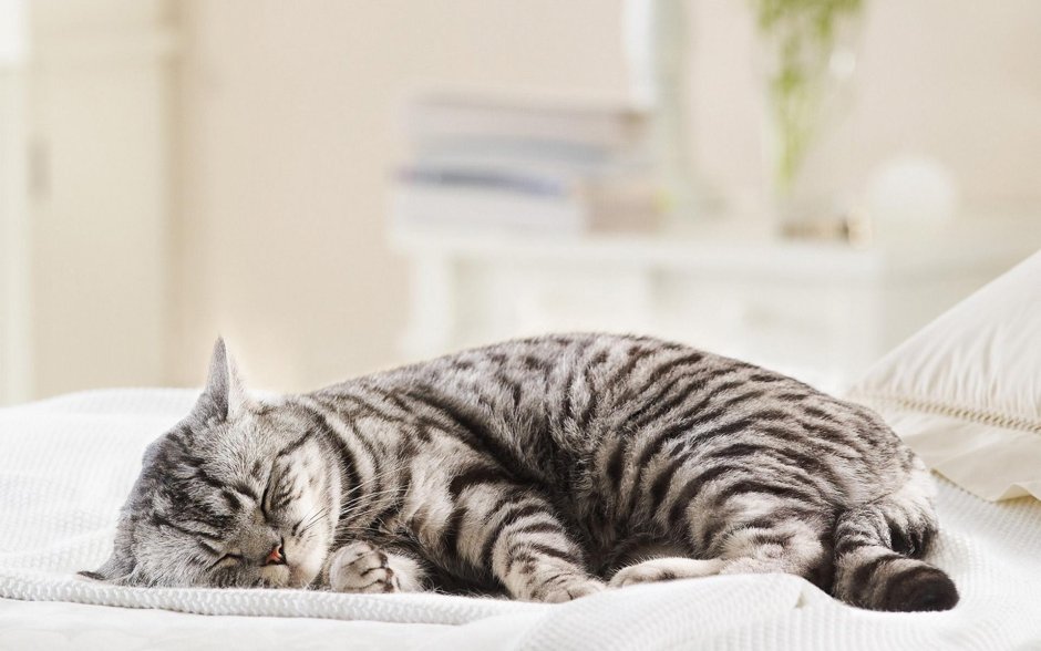 Кошка спит