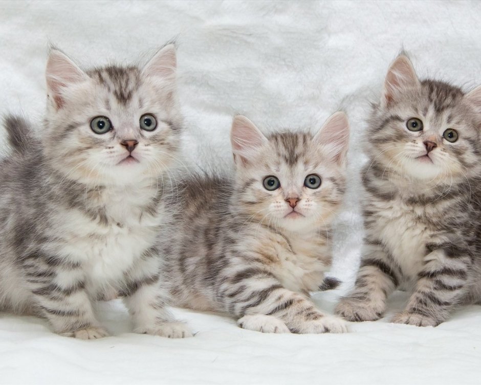 Сибирская кошка котята