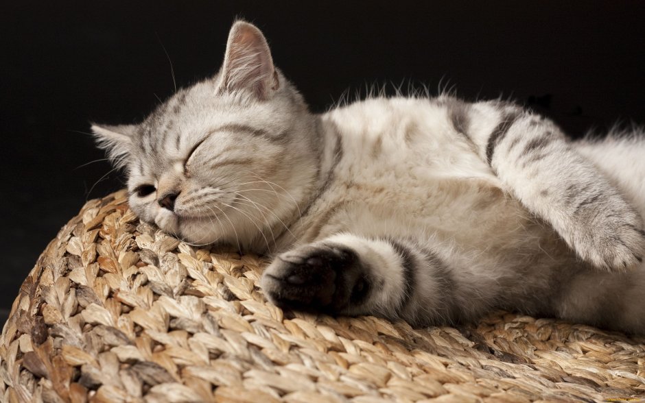 Котик спит